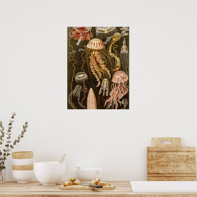 Vintage Jellyfish Antique Jelly Fish Illustration Poster | Zazzle