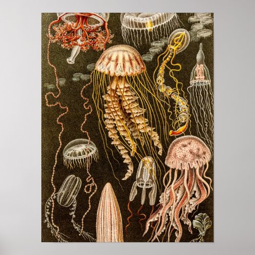 Vintage Jellyfish Antique Jelly Fish Illustration Poster