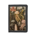 Vintage Jellyfish Antique Jelly Fish Illustration Tri-fold Wallet at Zazzle
