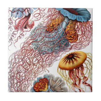 Vintage Jellyfish By Ernst Haeckel  Discomedusae Ceramic Tile by Ernst_Haeckel_Art at Zazzle