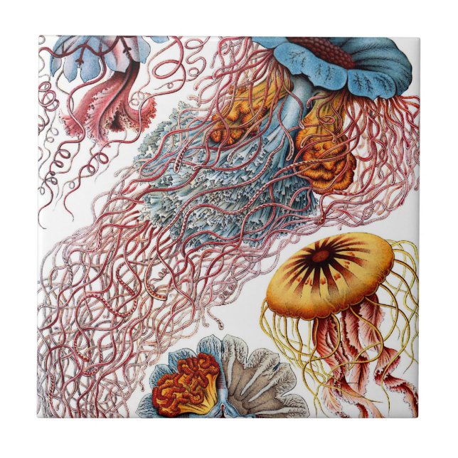Vintage Jellyfish by Ernst Haeckel, Discomedusae Ceramic Tile (Front)