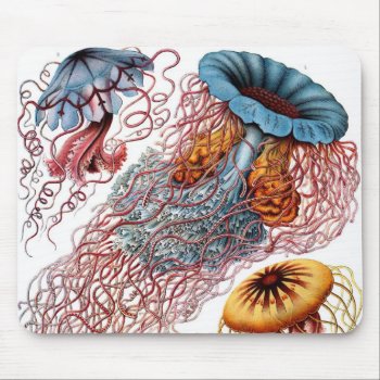 Vintage Jellyfish By Ernst Haeckel  Discomedusae Mouse Pad by Ernst_Haeckel_Art at Zazzle