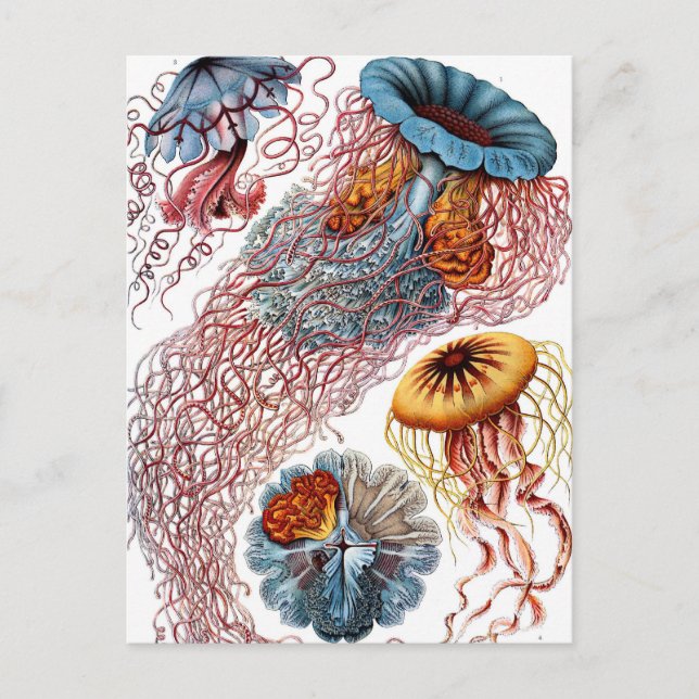 Vintage Jellyfish by Ernst Haeckel, Discomedusae Postcard (Front)