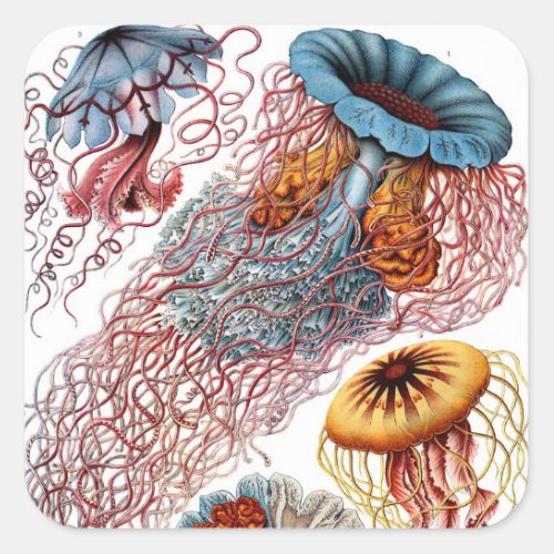 Vintage Jellyfish by Ernst Haeckel Discomedusae Square Sticker