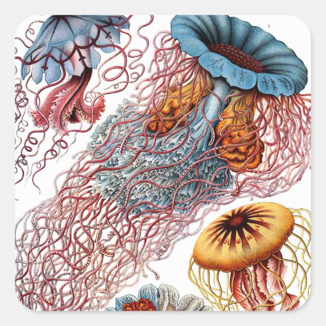 Vintage Jellyfish by Ernst Haeckel, Discomedusae Square Sticker (Front)