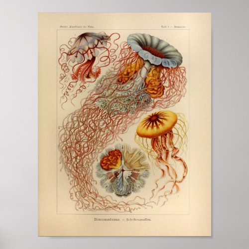 Vintage Jellyfish Color Ernst Haeckel Print