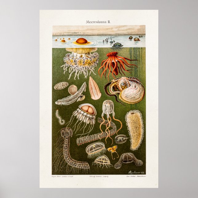 Vintage Jellyfish Illustration Antique Jelly Fish Poster (Front)