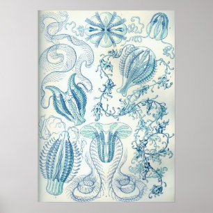Vintage Jellyfish Illustration Poster