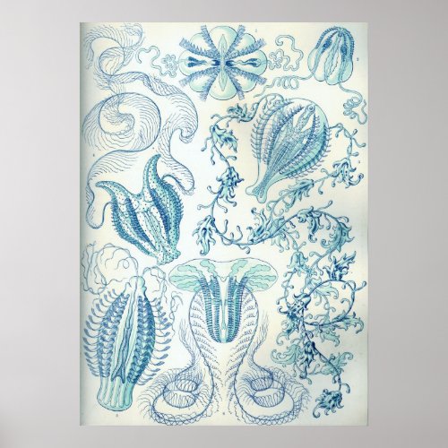 Vintage Jellyfish Illustration Poster