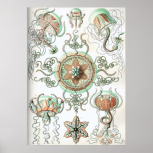Vintage Jellyfish Illustration Poster