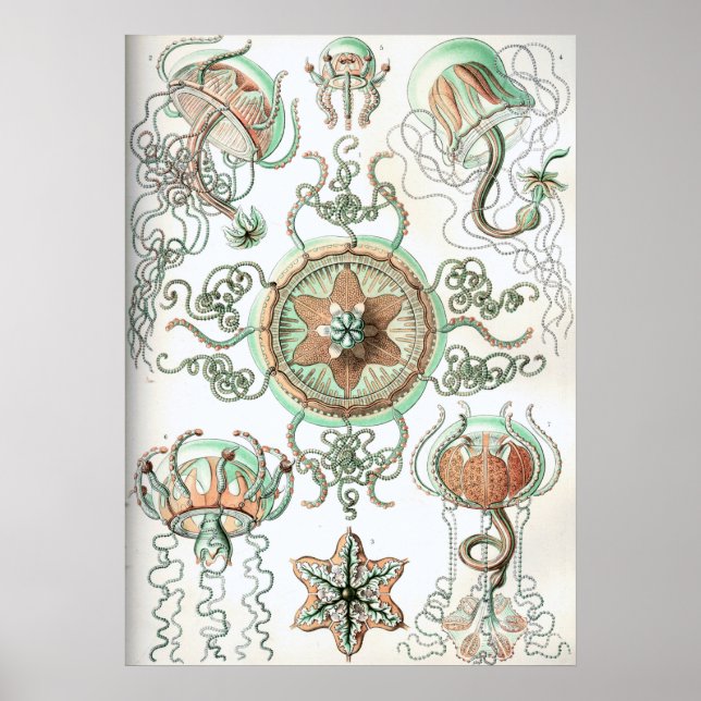 Vintage Jellyfish Illustration Poster (Front)