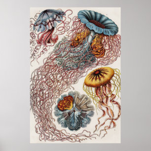 Vintage Jellyfish Marine Life - Ernst Haeckel Poster