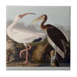 Vintage John James Audubon White Ibis Bird Classic Tile