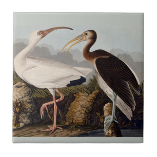Vintage John James Audubon White Ibis Bird Classic Tile