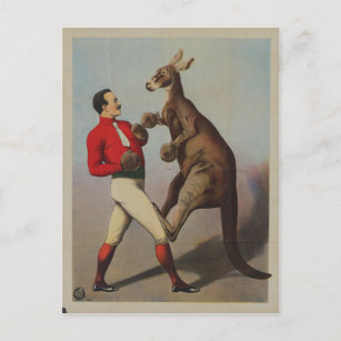 Vintage Kangaroo Boxing Sideshow Postcard