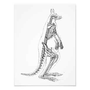 Vintage Kangaroo Skeleton Illustration - 1800's Photo Print