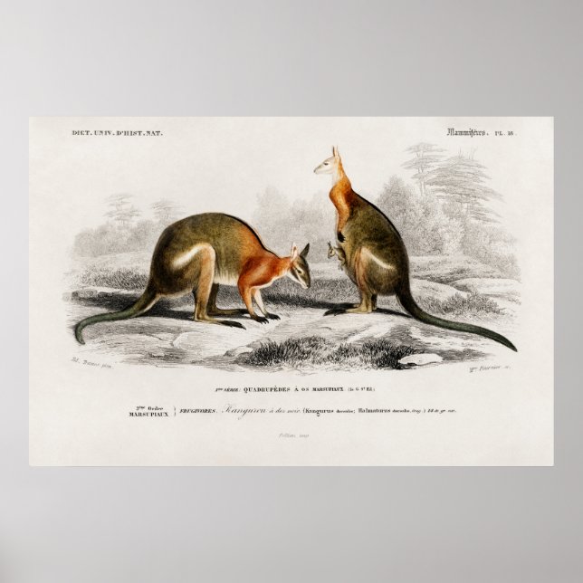 Vintage Kenguru Illustration Poster (Front)