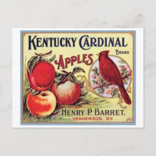 Vintage Kentucky Cardinal Apples Henry P Barret  Postcard