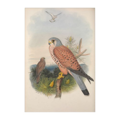Vintage Kestrel Falcon Bird_GC _ Acrylic Print
