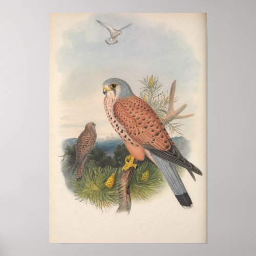 Vintage Kestrel Falcon Bird Poster