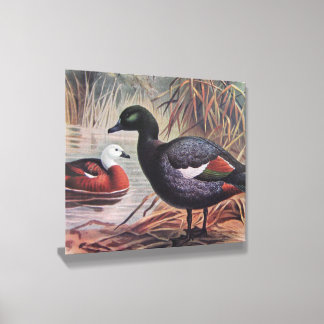 Vintage Keulemans Paradise Shelduck Canvas Photo Tile