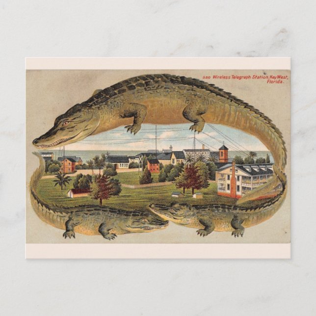 Vintage Key West Alligator Postcard (Front)
