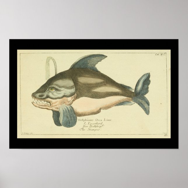 Vintage Killer Whale Orca Print (Front)