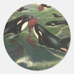 Vintage Killer Whales or Orcas, Marine Mammals Classic Round Sticker
