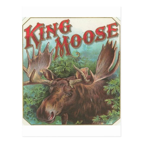Vintage King Moose Postcard