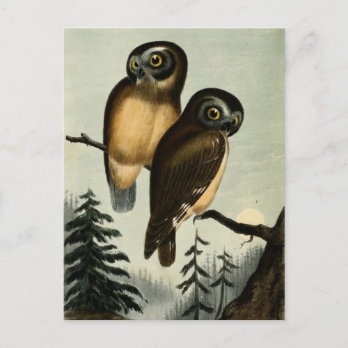 Vintage Kirtlands Owl Postcard