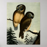 Vintage Kirtlands Owl Poster at Zazzle