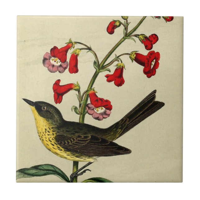 Vintage Kirtlands Warbler Bird Ceramic Tile (Front)