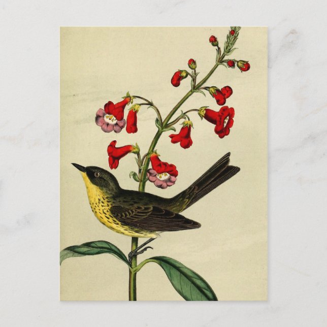 Vintage Kirtlands Warbler Bird Postcard (Front)