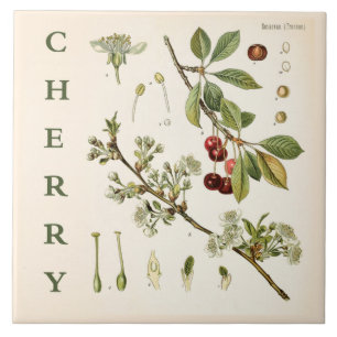 Vintage Kitchen Art: Cherry Tree Leaves & Flowers Ceramic Tile