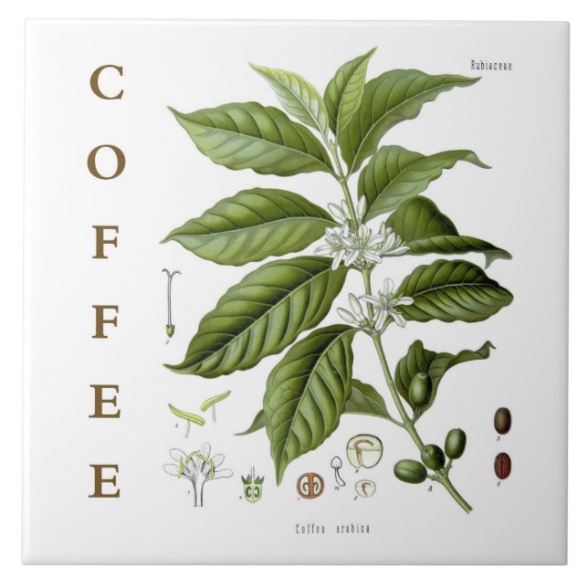 Vintage Kitchen Art: Coffee Plant & Flowers Ceramic Tile (Front)