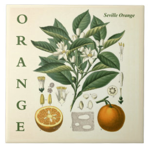 Vintage Kitchen Art: Orange Citrus Tree flowers Ceramic Tile