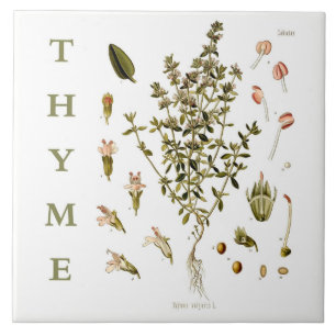 Vintage Kitchen Garden Thyme Herb plant flowers Ceramic Tile