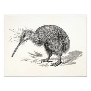 Vintage Kiwi Bird Antique Birds Template Photo Print
