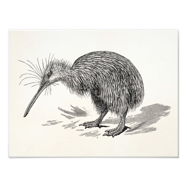 Vintage Kiwi Bird Antique Birds Template Photo Print (Front)