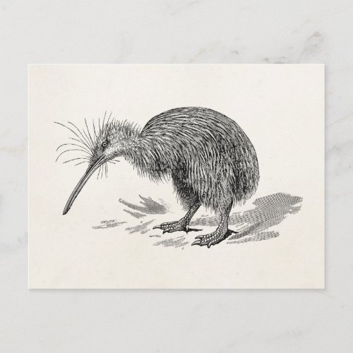 Vintage Kiwi Bird Antique Birds Template Postcard