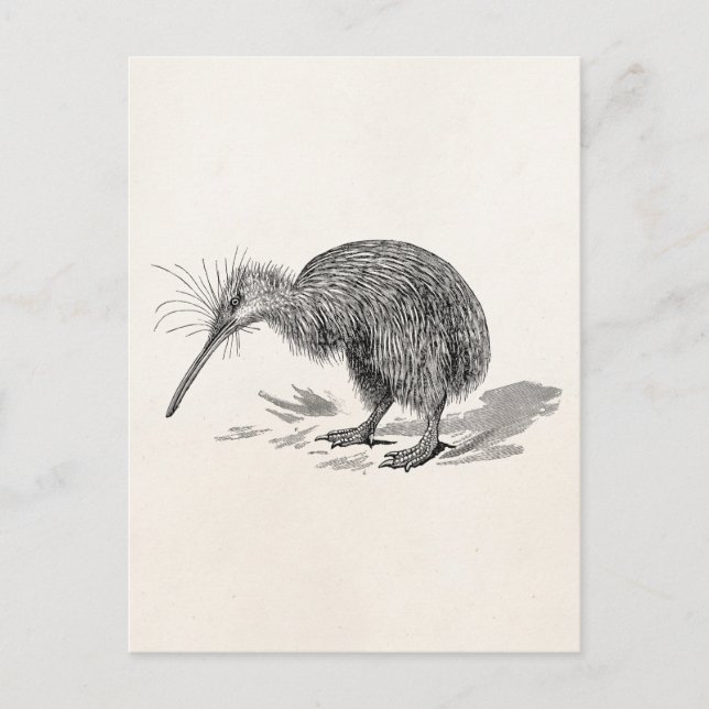 Vintage Kiwi Bird Antique Birds Template Postcard (Front)