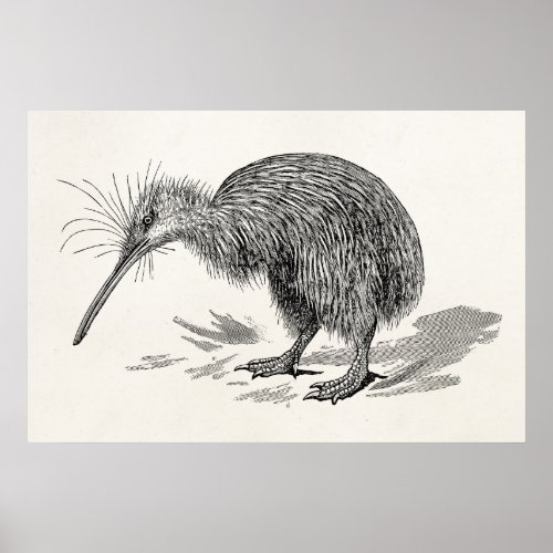 Vintage Kiwi Bird Antique Birds Template Poster