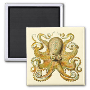 Vintage Kraken, Octopus Gamochonia, Ernst Haeckel Magnet