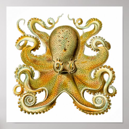 Vintage Kraken Octopus Gamochonia Ernst Haeckel Poster