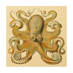 Vintage Kraken, Octopus Gamochonia, Ernst Haeckel Wood Wall Decor