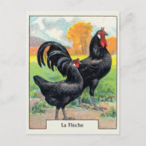 Vintage La Fleche Chicken Postcard