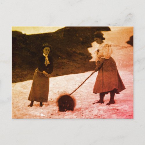 Vintage Ladies and Porcupine Postcard