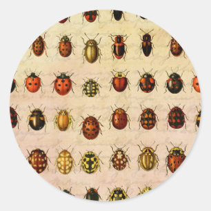 Vintage Ladybug Specimen Pattern Antique Insect Classic Round Sticker