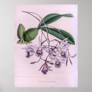 Vintage Laeliopsis Domingensis Orchid Flower Poster