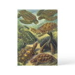 Vintage Land Tortoise Sea Turtles by Ernst Haeckel